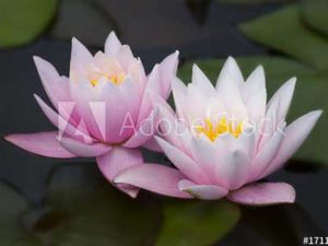 Two Lotus Flowers