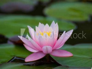 Individual Lotus Flower