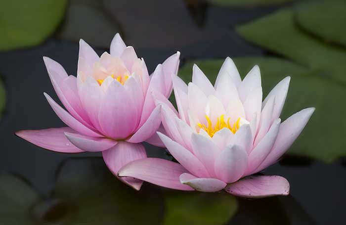 Two lotus flowers