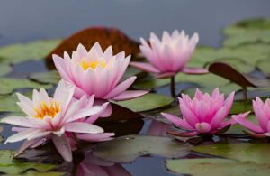 group of lotus flowers